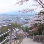平成27年4月19日新倉山浅間公園　満開の桜 (11)